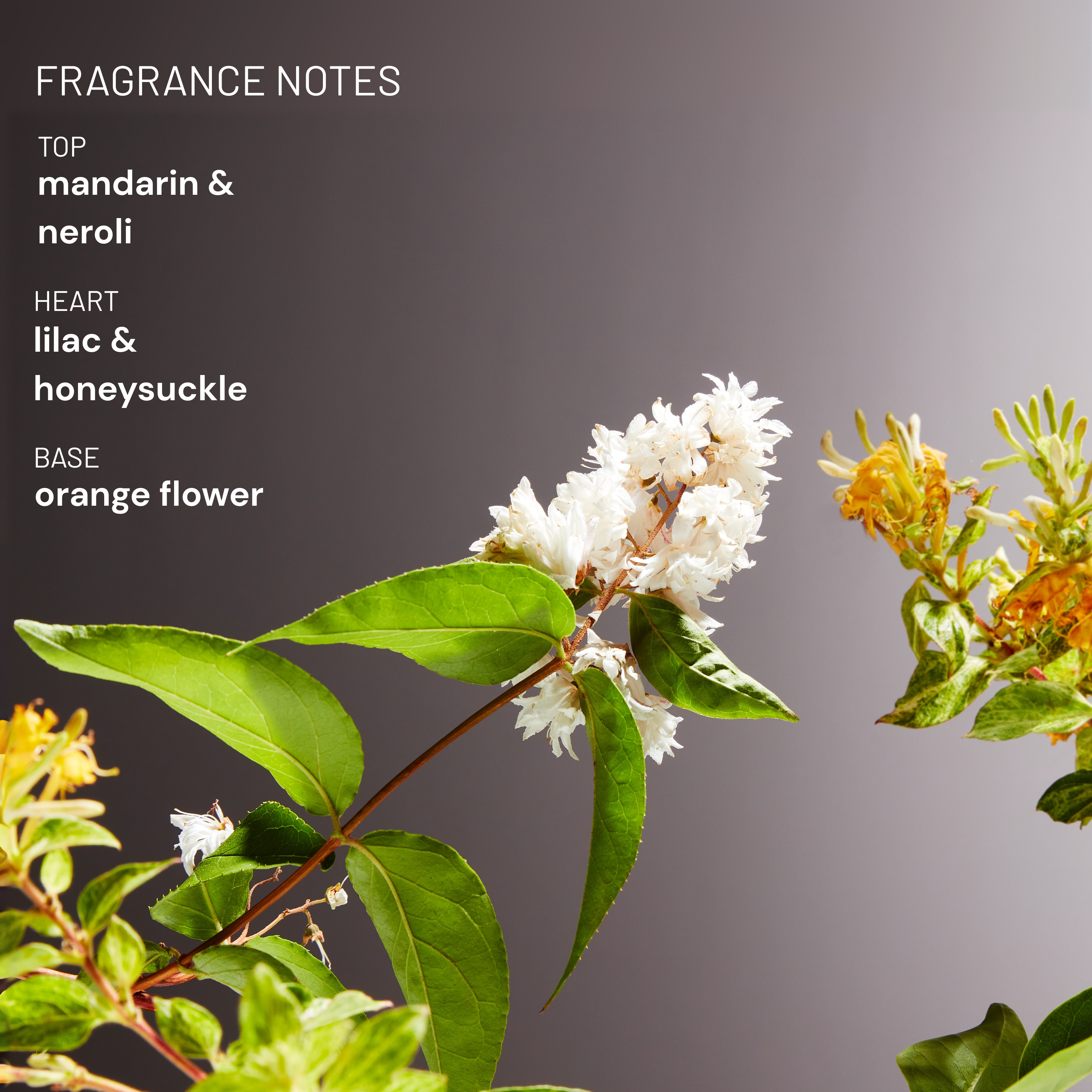 Orange Blossom & Neroli Hand & Body Lotion